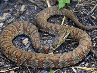 A Florida Garden Snakes: Identifying the Most Common Snakes in Your Garden