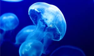 Jellyfish Predators: What Eats Jellyfish? Picture