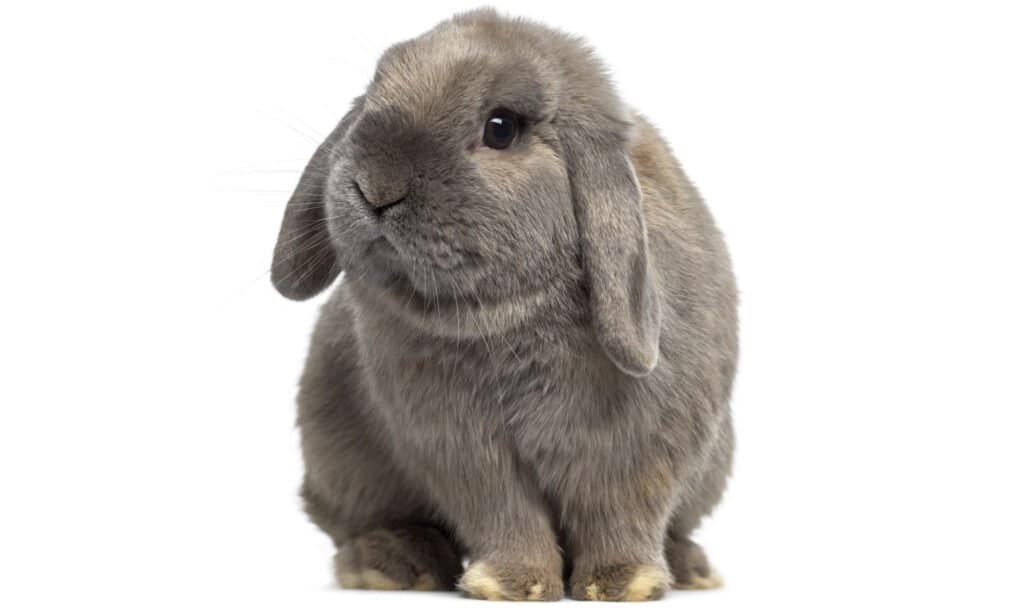 Holland Lop rabbit 