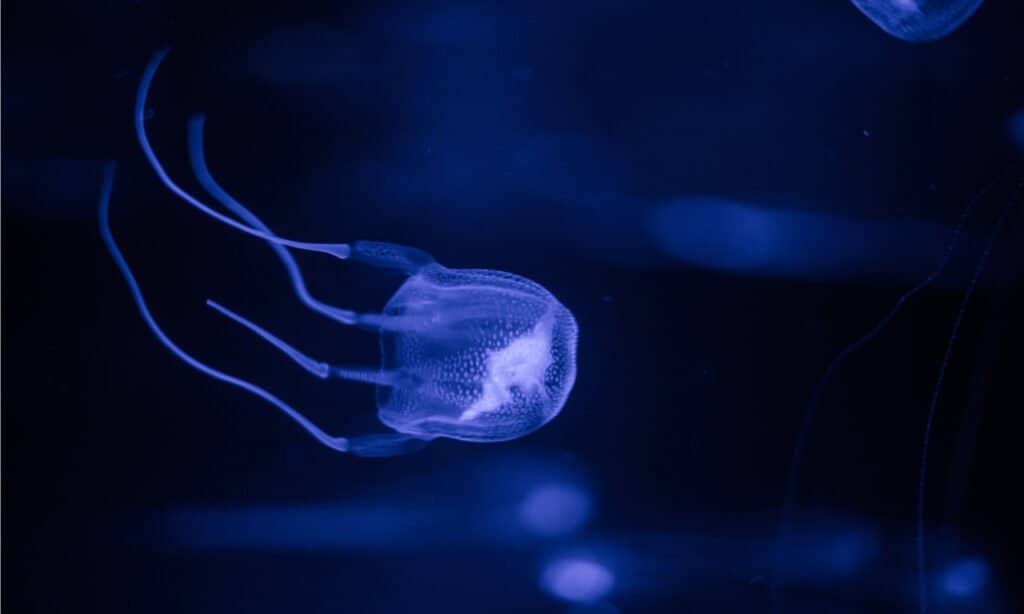 The tentacles of a box jellyfish can reach up to 10 feet long