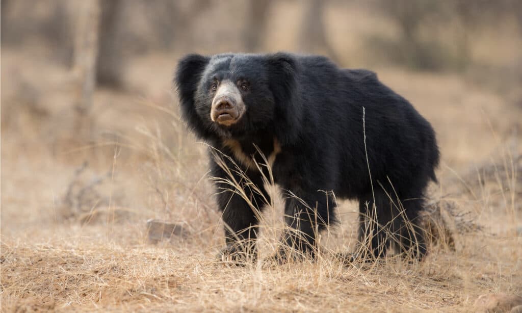 Sloth Bear - Male Bear