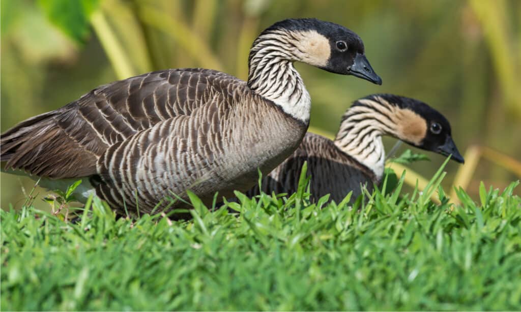 Hawaiian goose