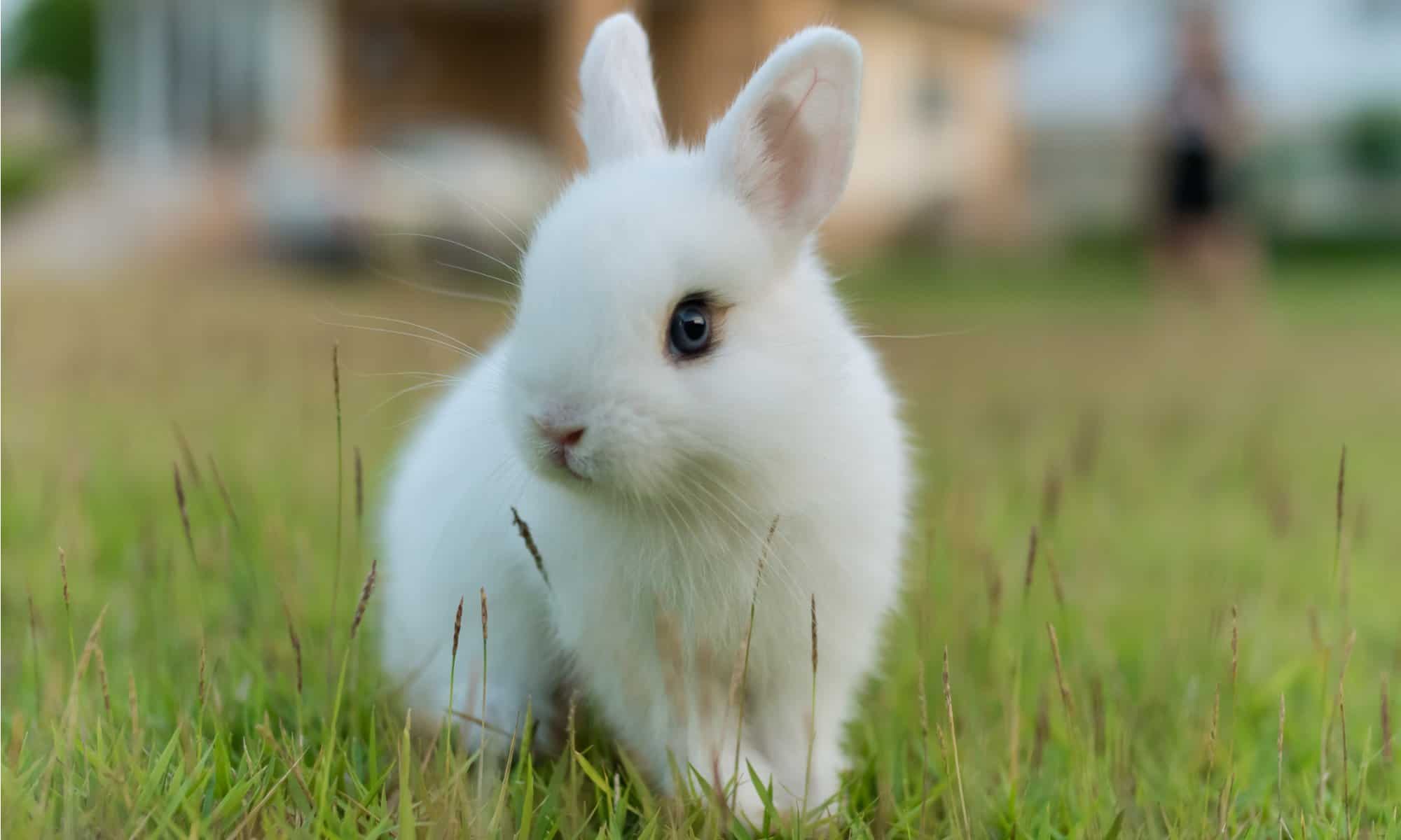white dwarf rabbit blue eyes