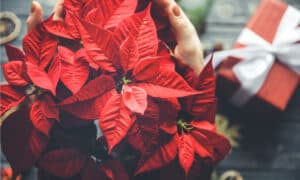 Are Poinsettias Poisonous To Dogs or Cats? Picture