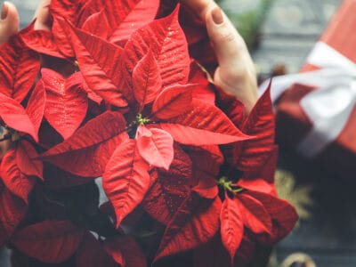 A Discover When You Should Put Your Poinsettia in the Dark