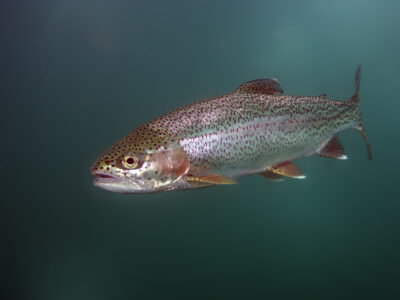 A Trout