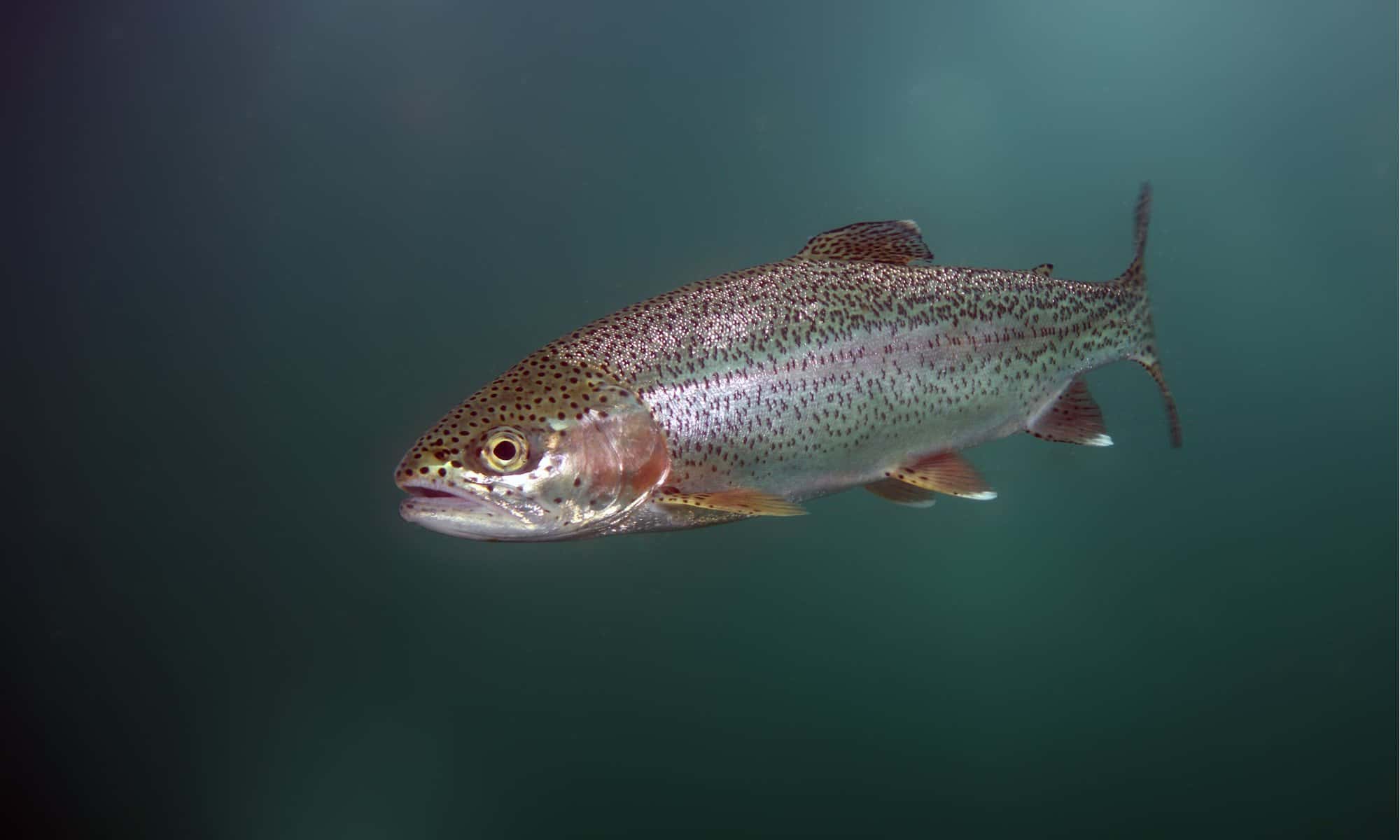 Trout Fish Facts - A-Z Animals