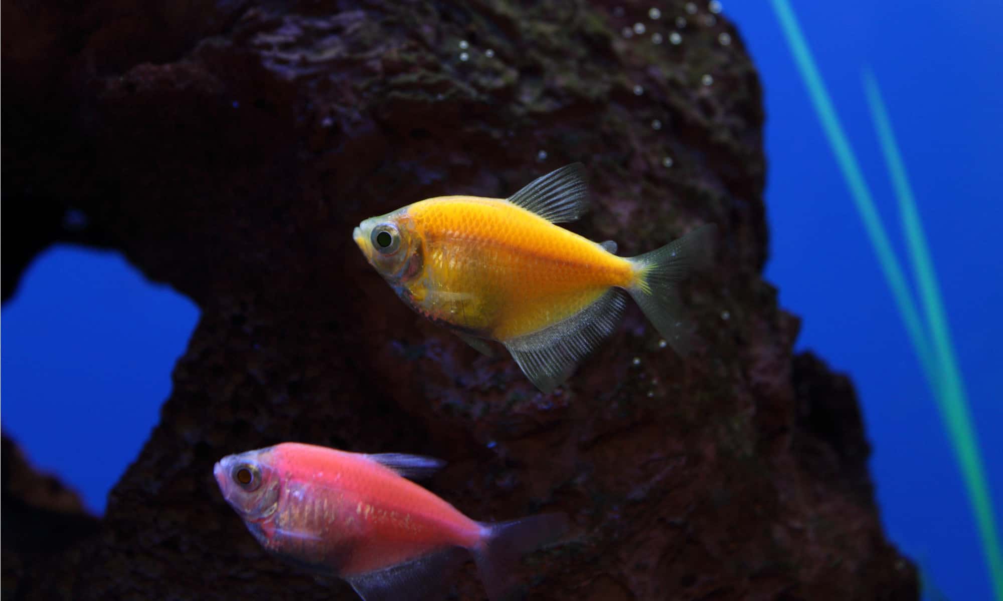 pregnant glofish