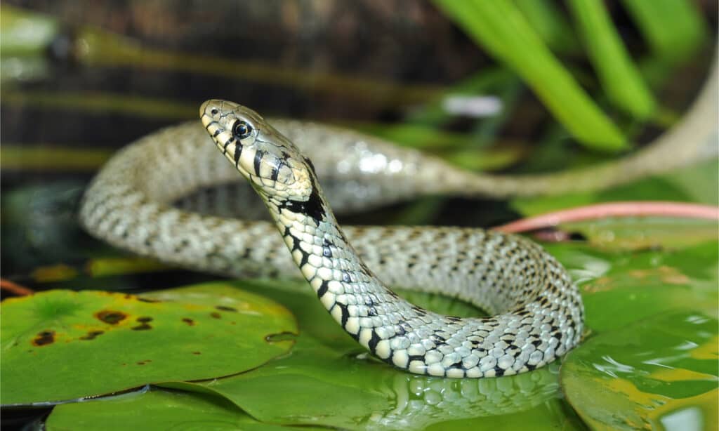 grass snake on lily pad in water