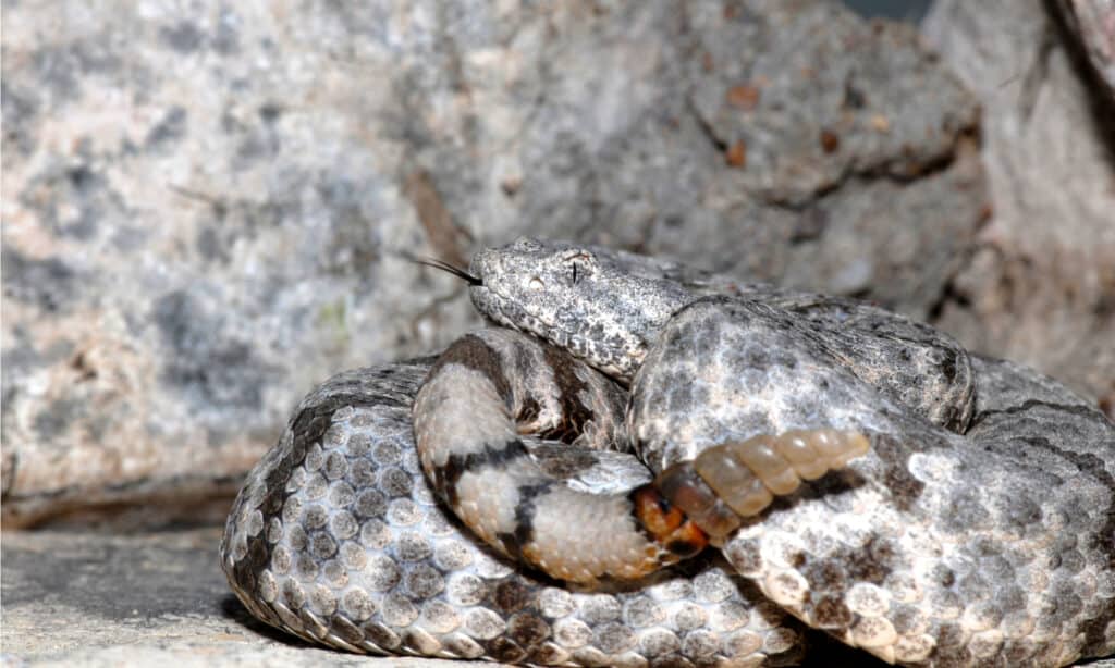 Mottled Rock Rattlesnake (Crotalus lepidus)