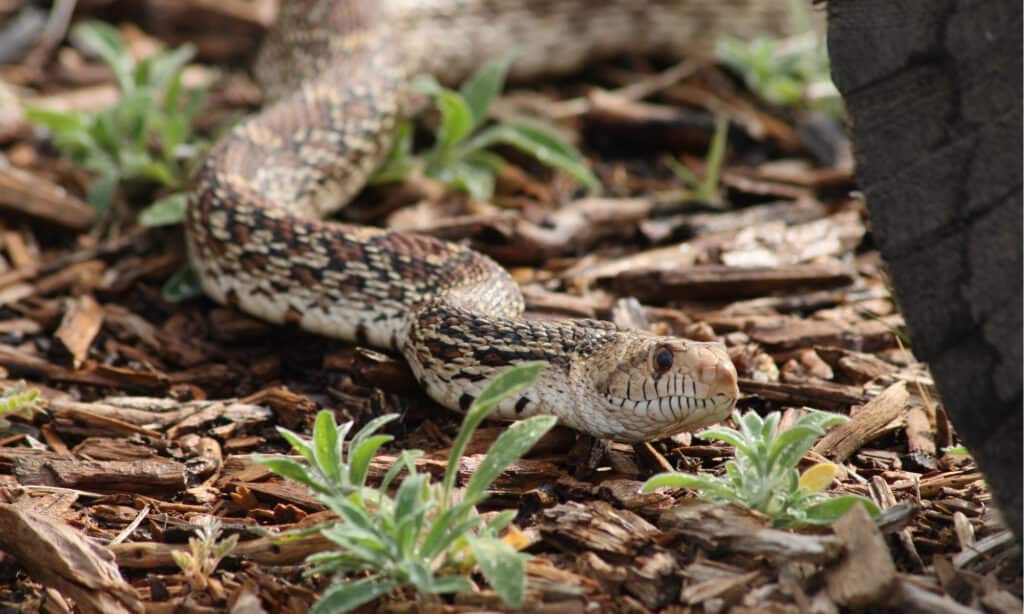 gopher snake