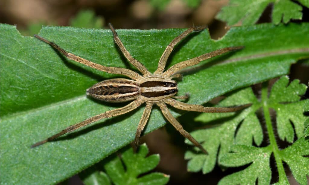 rabid wolf spider