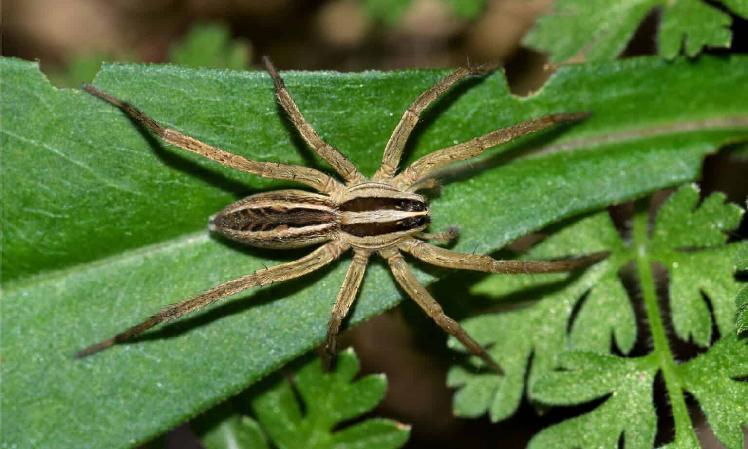 Discover 10 Types of Wolf Spiders