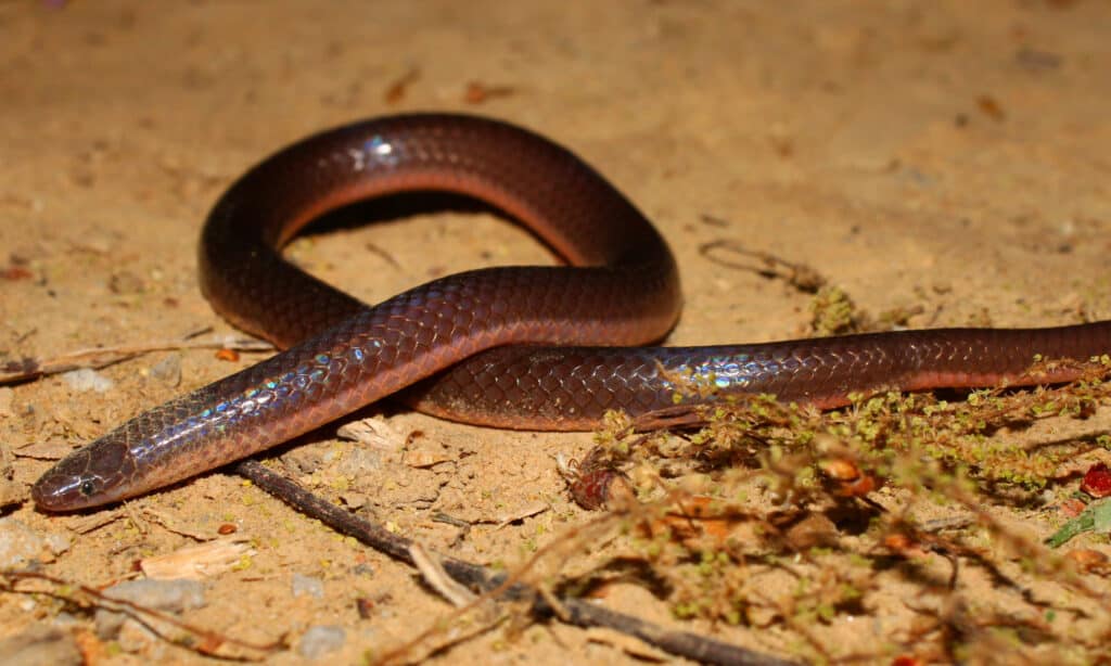 Worm snake - Eastern Worm Snake 