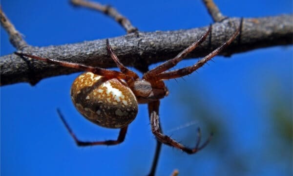 Spider Tree Ut 10 Spiders in Utah - A-Z Animals