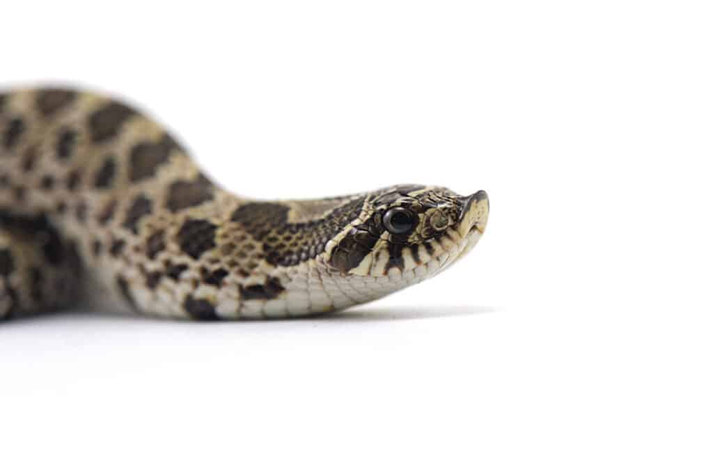 hognose snake