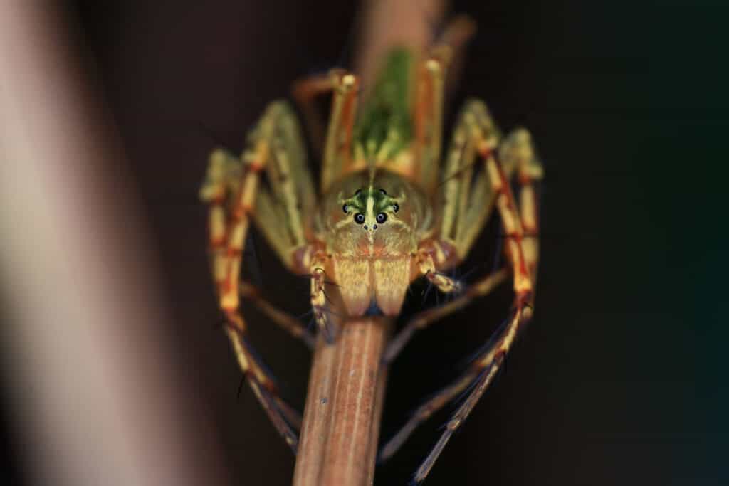 Southeastern wandering spiders willambush their prey