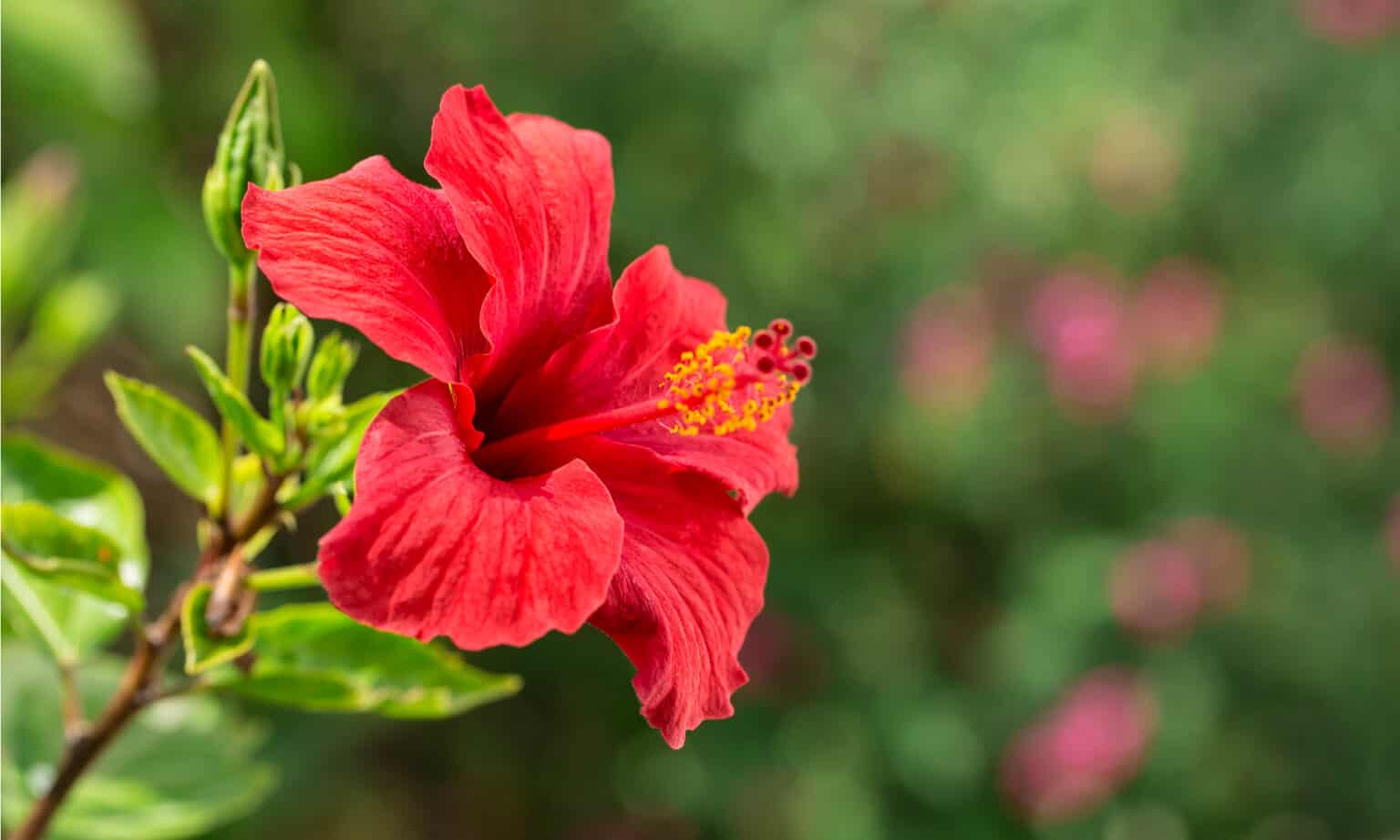 Are Hibiscus Poisonous To Dogs Or Cats? AZ Animals