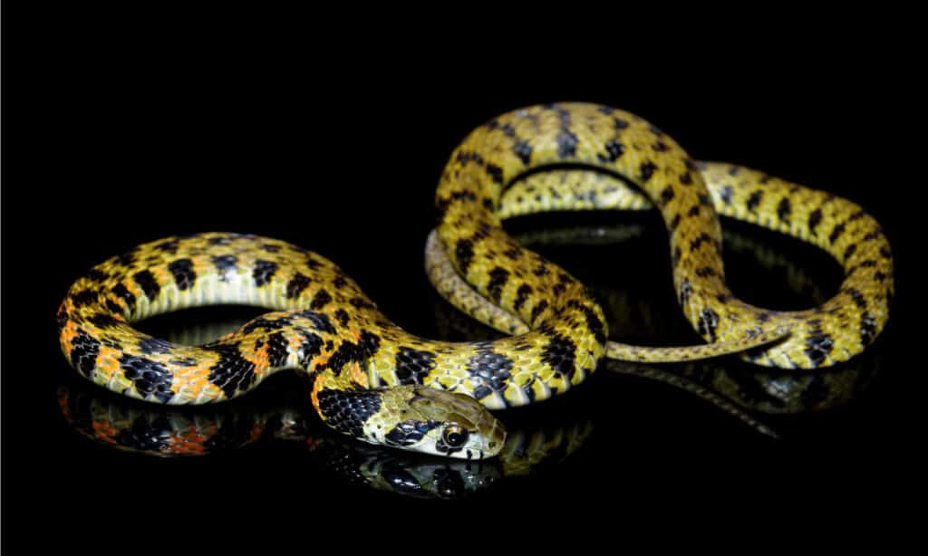 tiger keelback