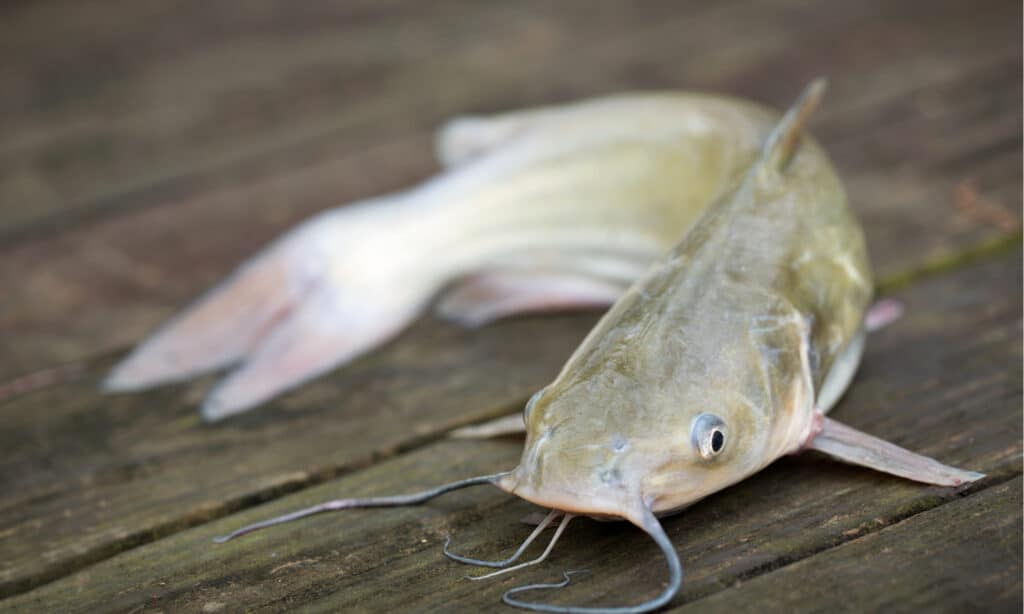 blue catfish vs channel catfish