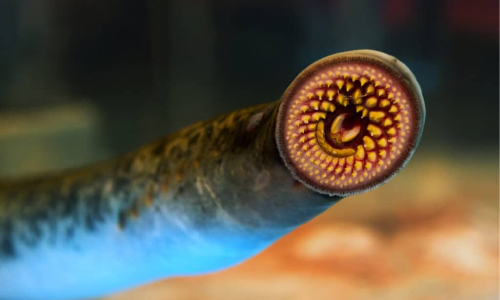 sea lamprey