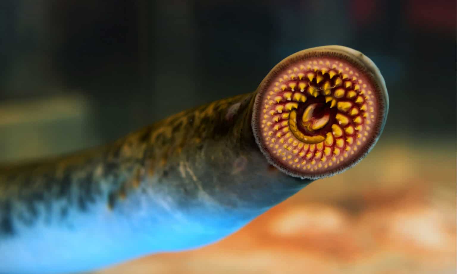 Hagfish vs Lamprey: 5 Key Differences - A-Z Animals