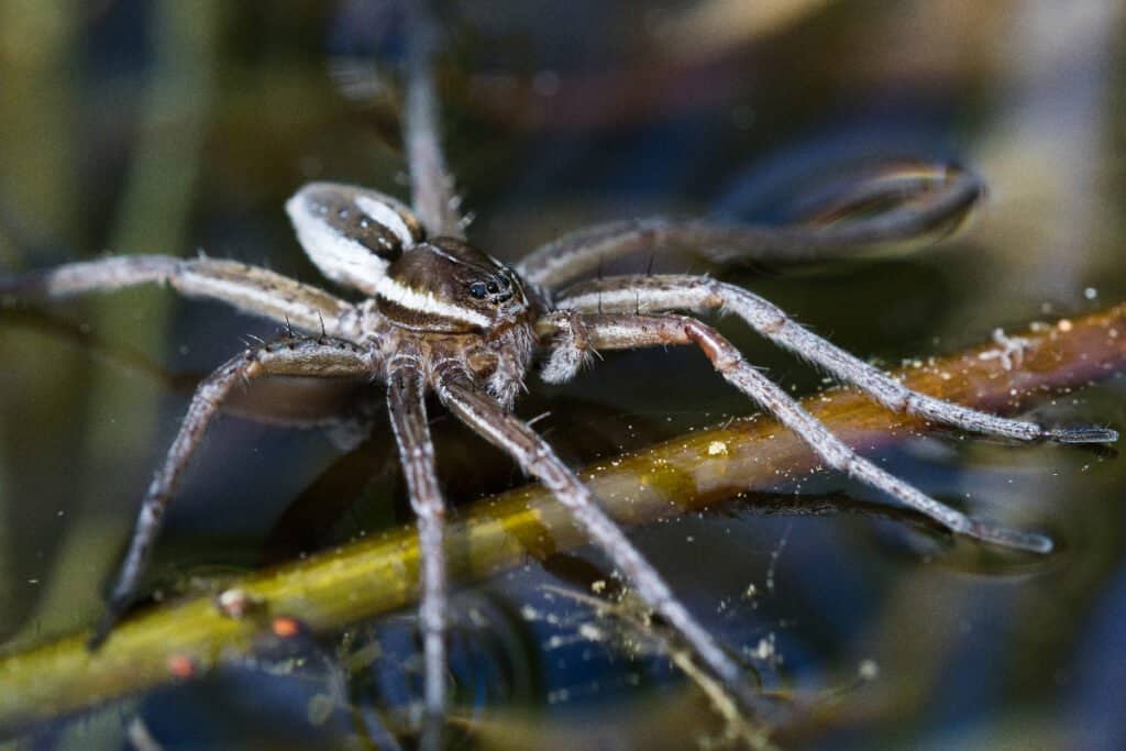 Fishing spider has markings across its body