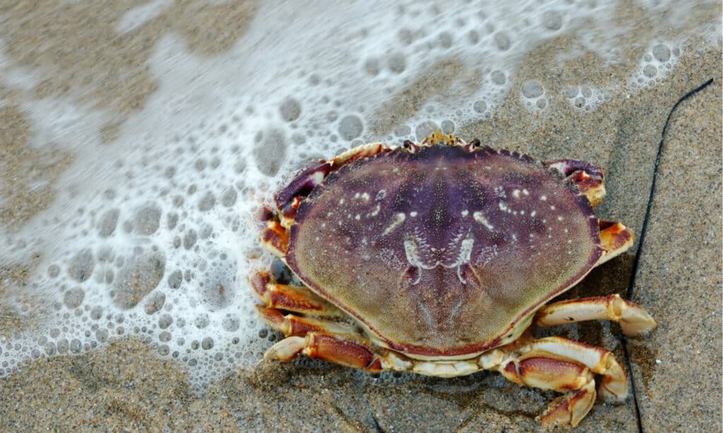 Dungeness Crab vs King Crab