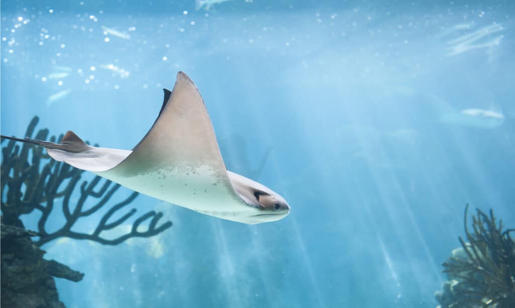 Stingrays have placoid scales, which are essential for their survival.