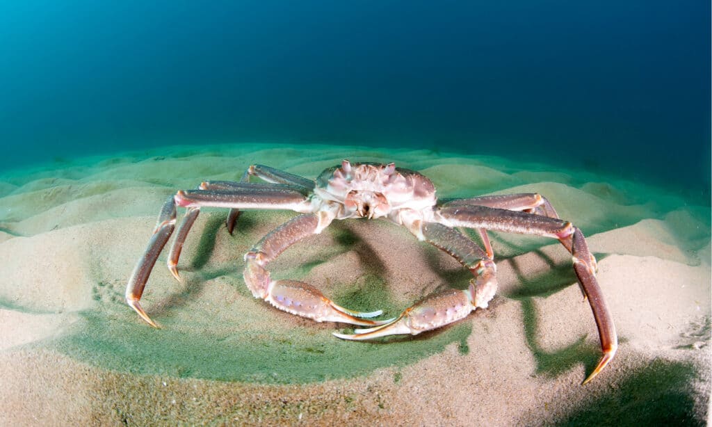 Snow crab on the sea bed