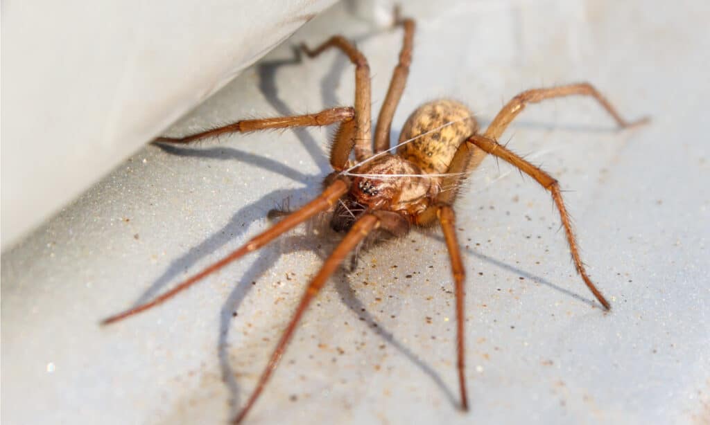 Poisonous Spiders in Michigan - A-Z Animals