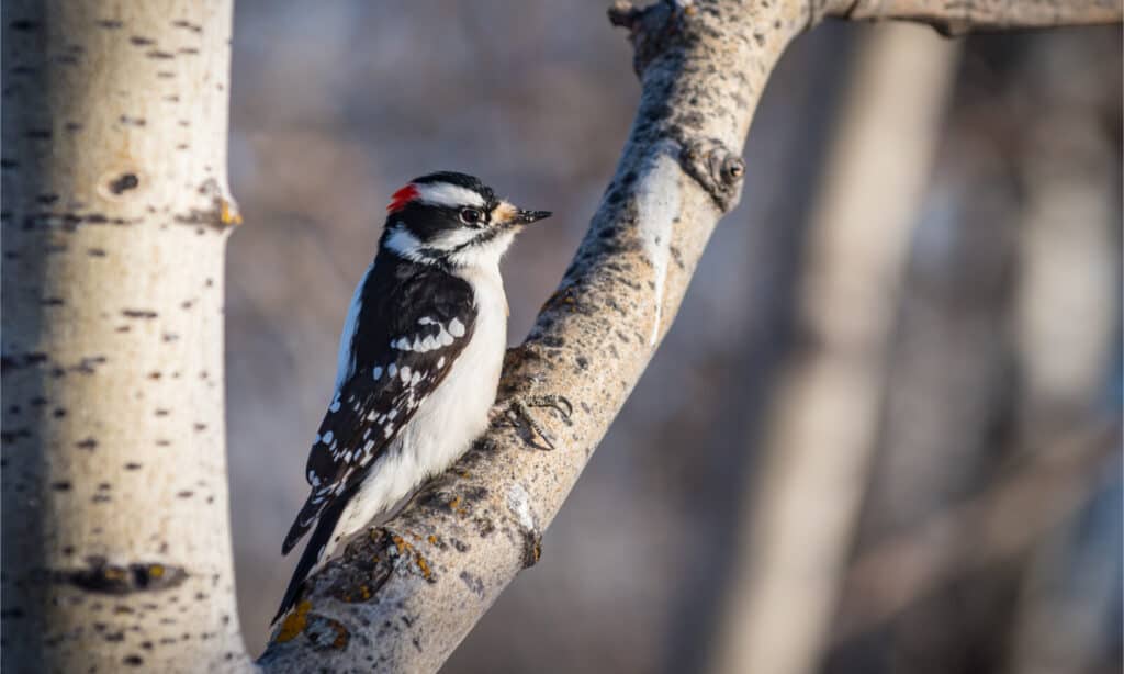 downy vs hairy woodpecker