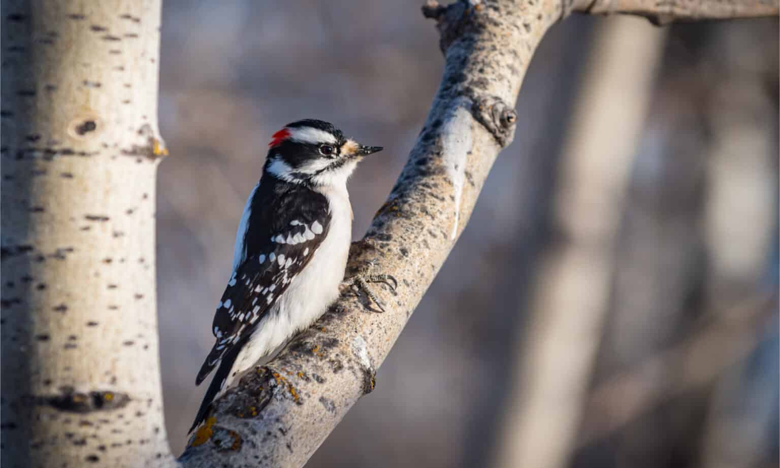 Hairy Woodpecker vs Downy Woodpecker: What Are the Differences? - A-Z