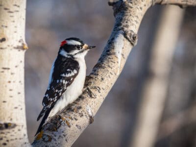 A 9 Woodpeckers in New York State (Pictures, ID Guide, and Common Locations)