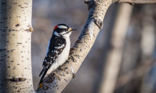 downy woodpecker vs hairy woodpecker