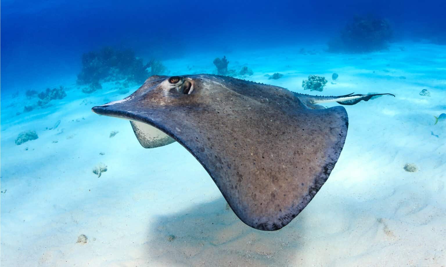Stingray Animal Facts Myliobatiformes A Z Animals