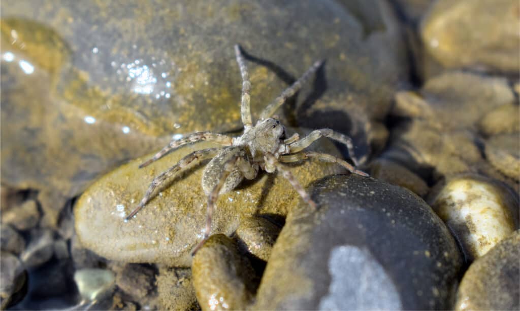 beach wolf spider