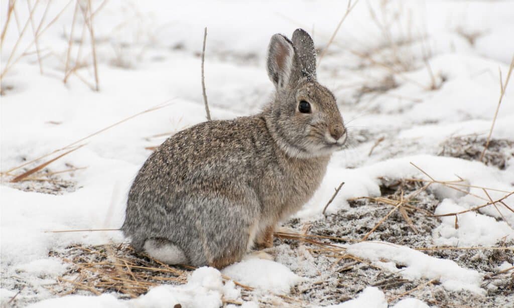 Cottontail rabbit in winter