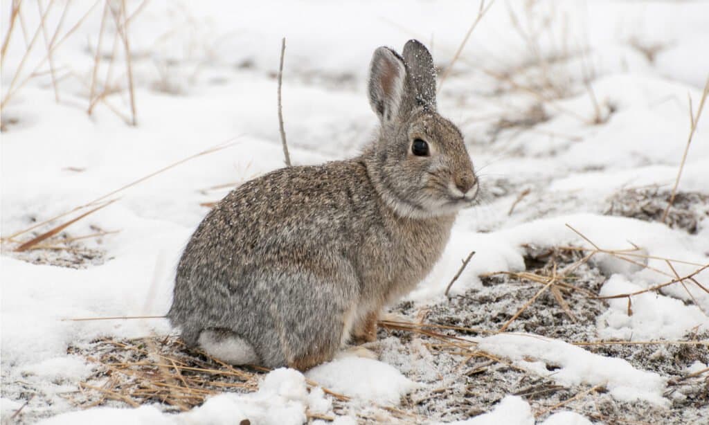 are rabbits nocturnal yahoo