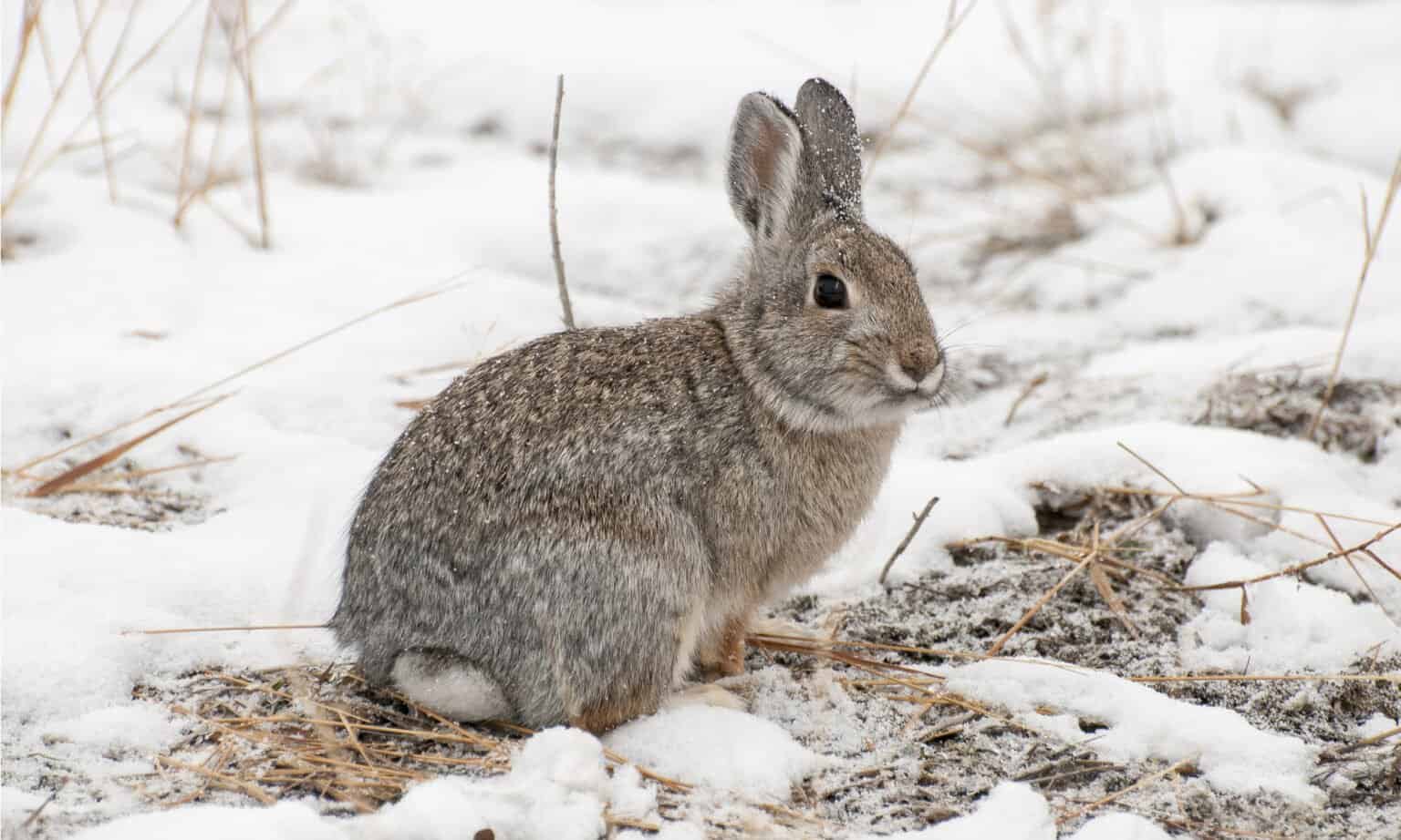 Where Do Rabbits Go in the Winter? AZ Animals