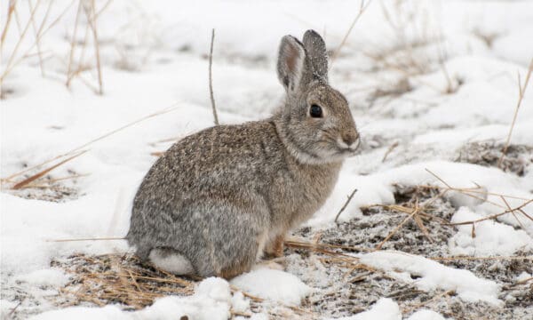 Rabbit Predators: What Eats Rabbits? - A-Z Animals