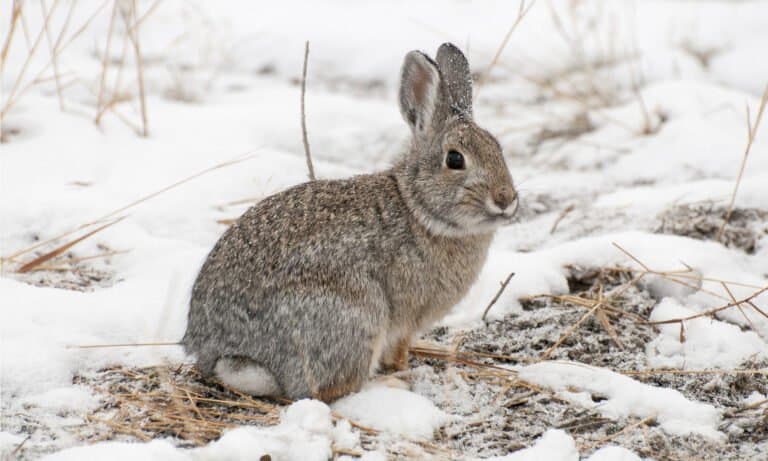 What Do Cottontail Rabbits Eat? - A-Z Animals