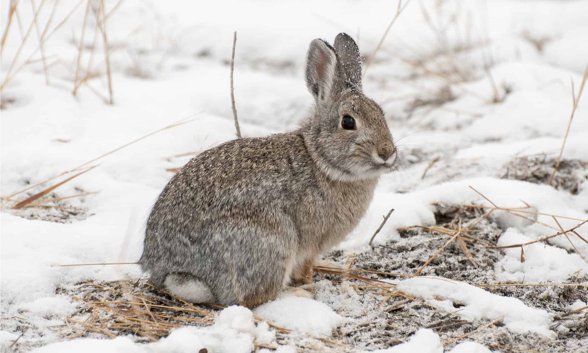 Eastern Cottontail Rabbit - Wildlife in Winter