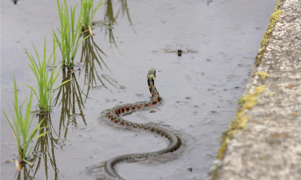 Japanese Snake: What Snakes Live in Japan? - A-Z Animals