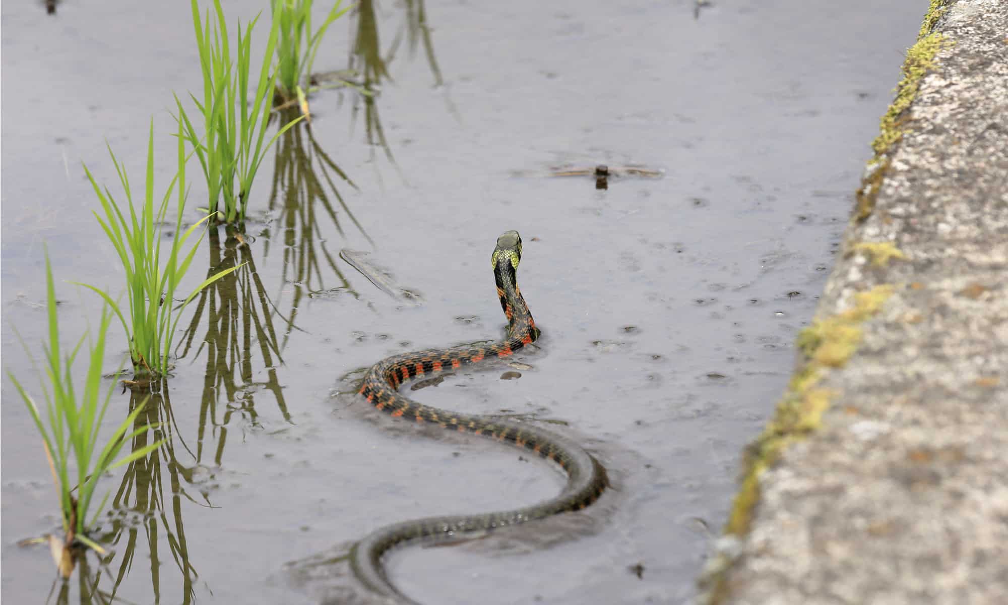 Japanese Snake: What Snakes Live in Japan? - A-Z Animals