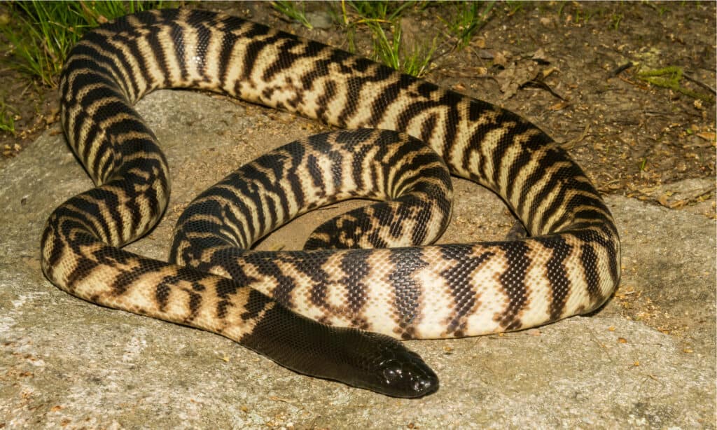 black-headed snake