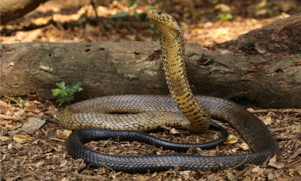 งูกัดที่อันตรายที่สุด - งูเห่าป่า (Naja melanoleuca)
