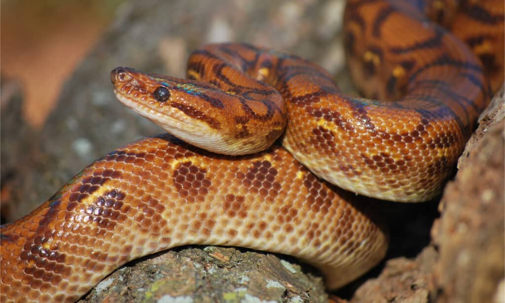 brazilian rainbow boa