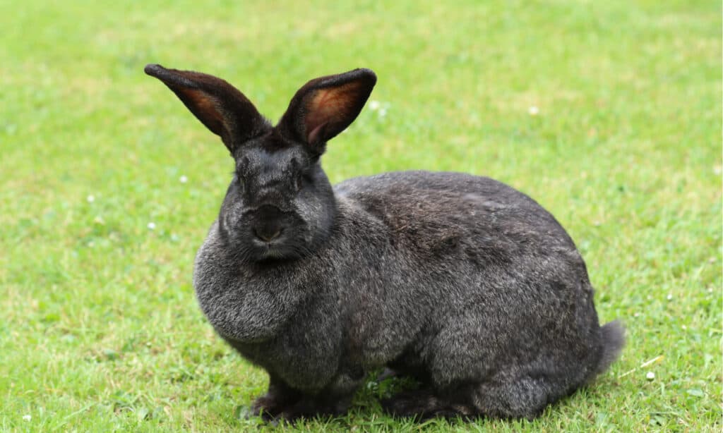 What to do if you find a nest of baby rabbits via Mountain WILD