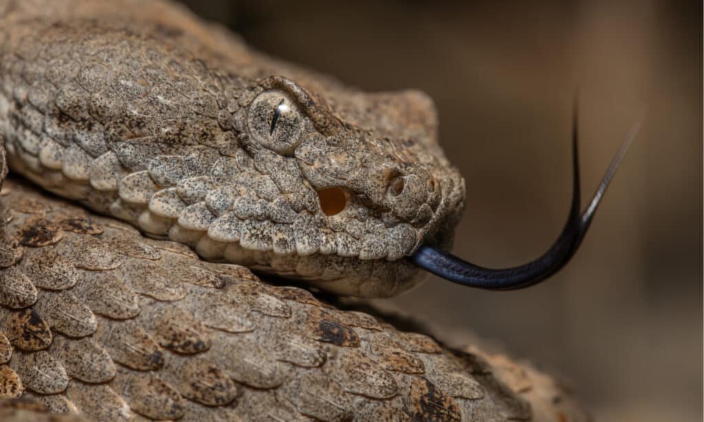 Speckled Rattlesnake (Crotalus pyrrhus)